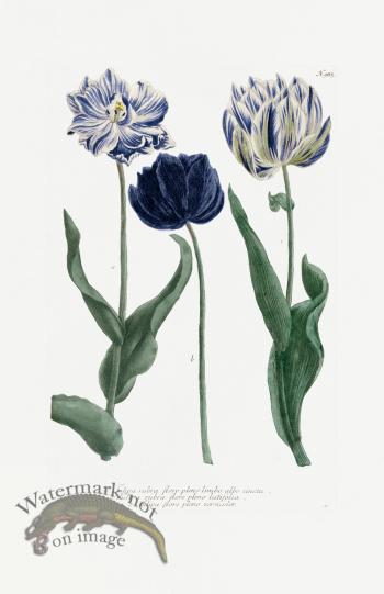 Blue Weinmann Pl 985